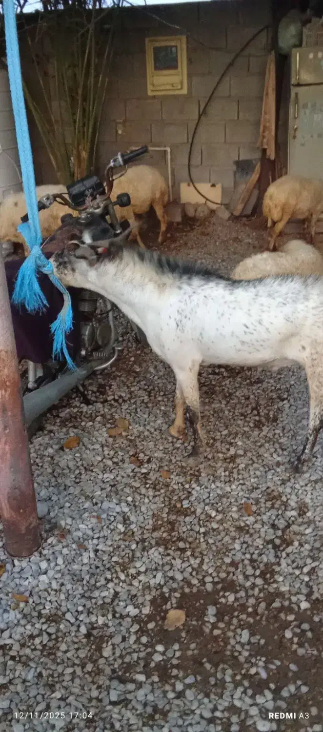 بز نر|حیوانات مزرعه|قلعه قاضی, |دیوار