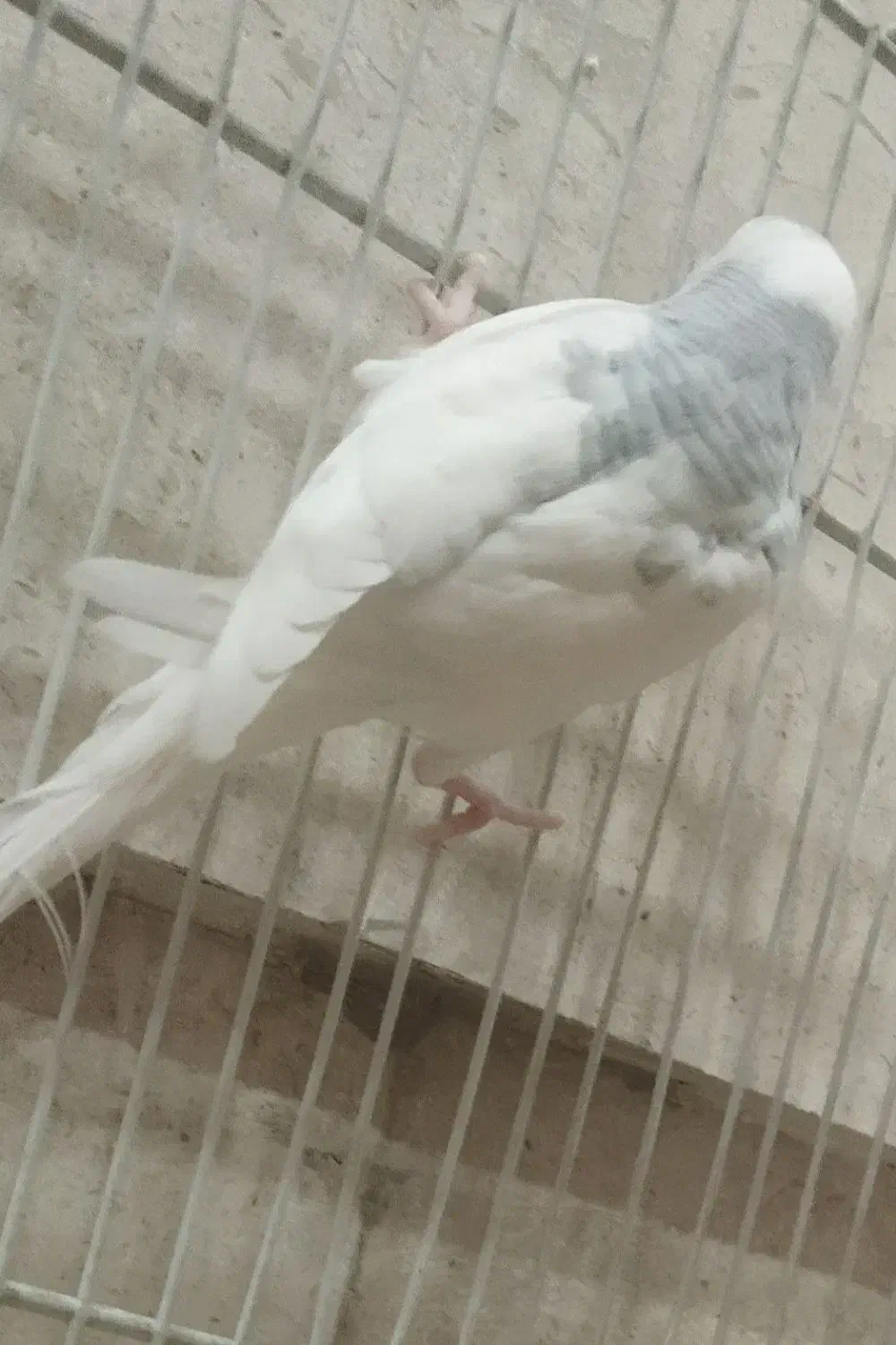 مرغ عشق نر بسیار زیبا و جوان|پرنده|مشهد, کوثر|دیوار