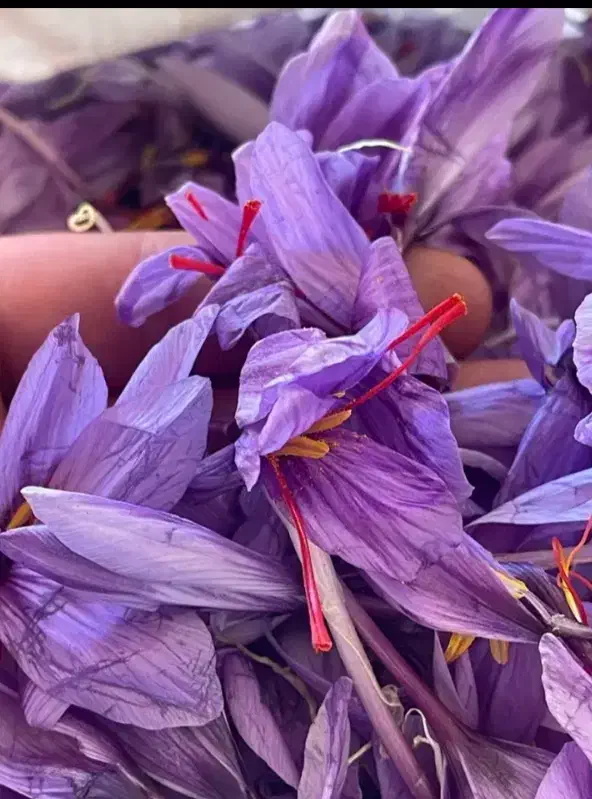 خرید زعفران با کیفیت برای شما دوستان عزیز|حراج|مشهد, ابرغن|دیوار