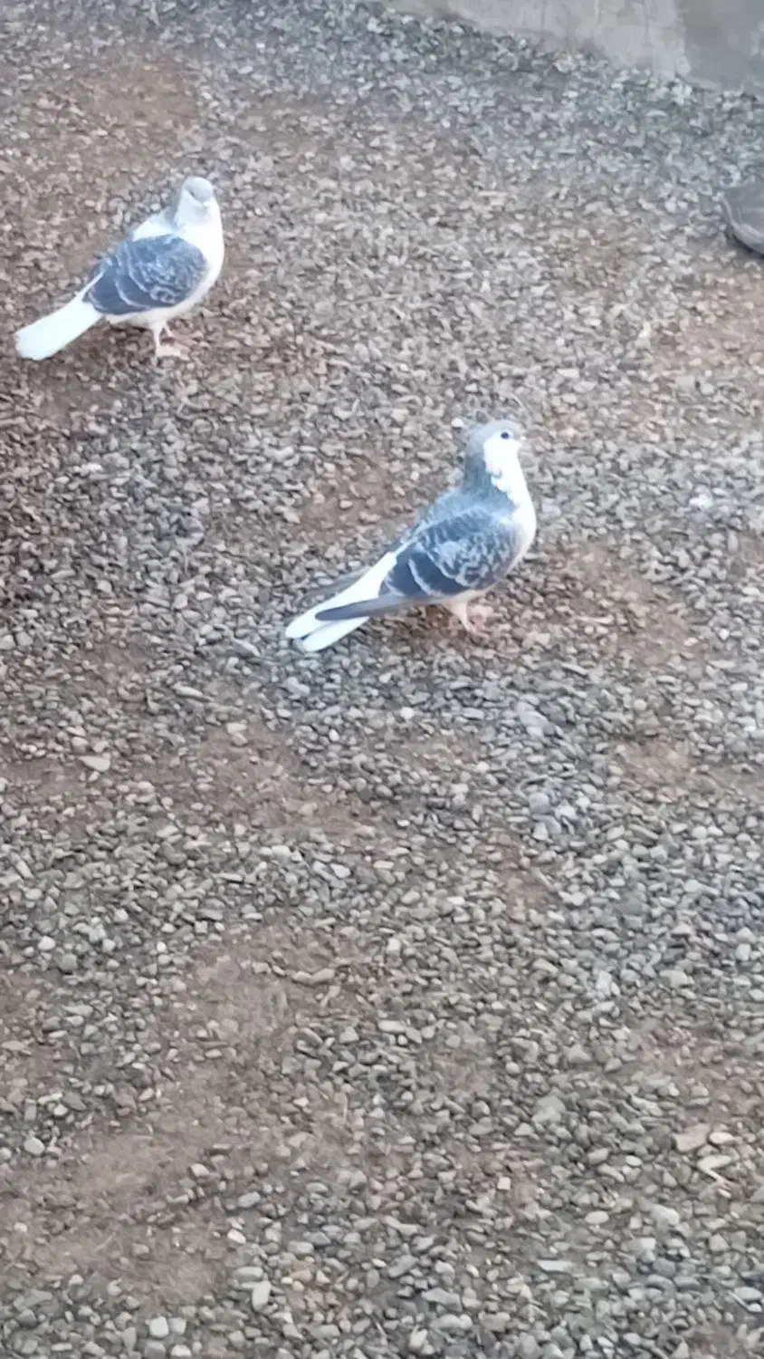 کفتر|موبایل|تربتحیدریه, ترمینال|دیوار