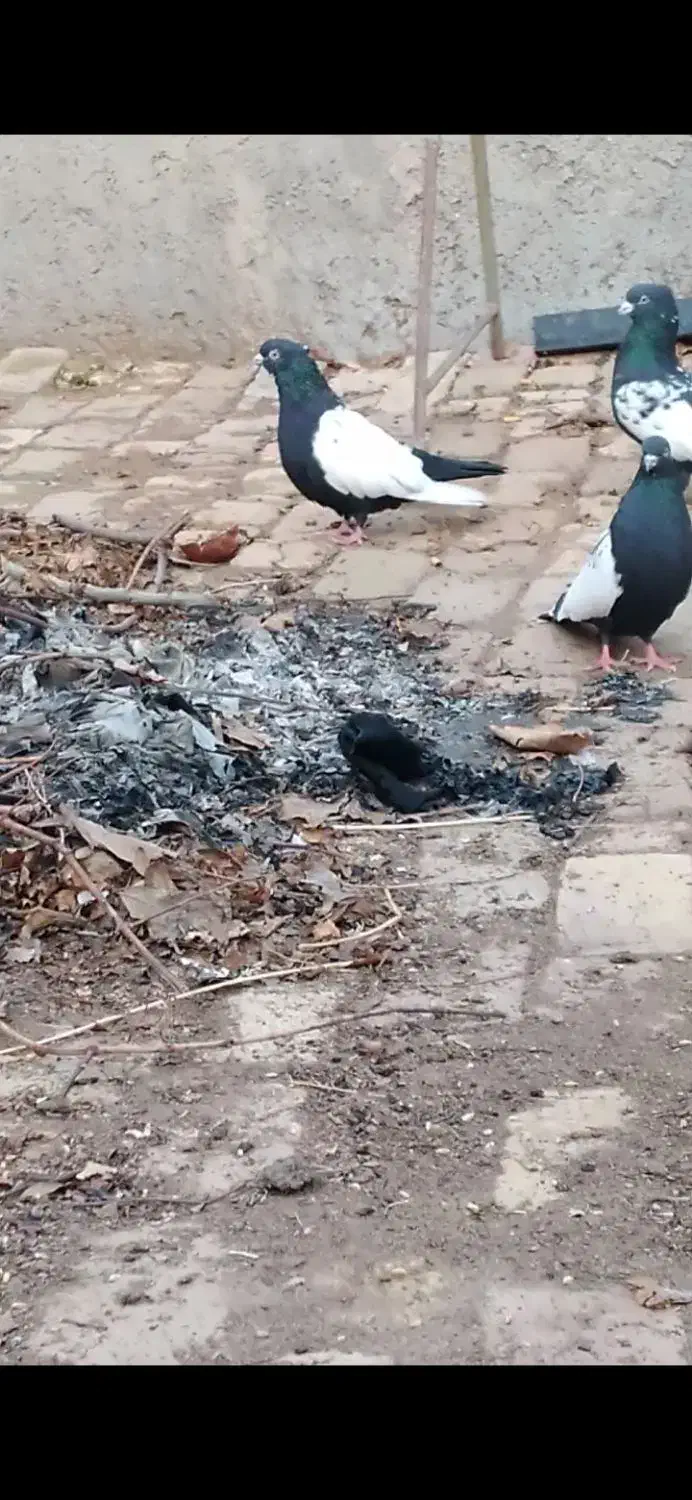 سینه سیاه|پرنده|بوئین زهرا, |دیوار