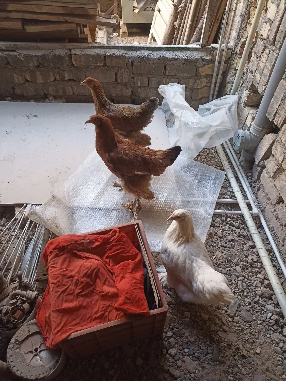 تزیینی|حیوانات مزرعه|قم, امامزاده ابراهیم|دیوار