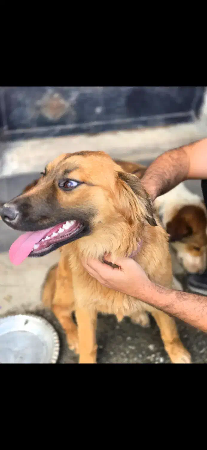 واگذاری سگ نگهبان رایگان|سگ|لاهیجان, لیالستان|دیوار