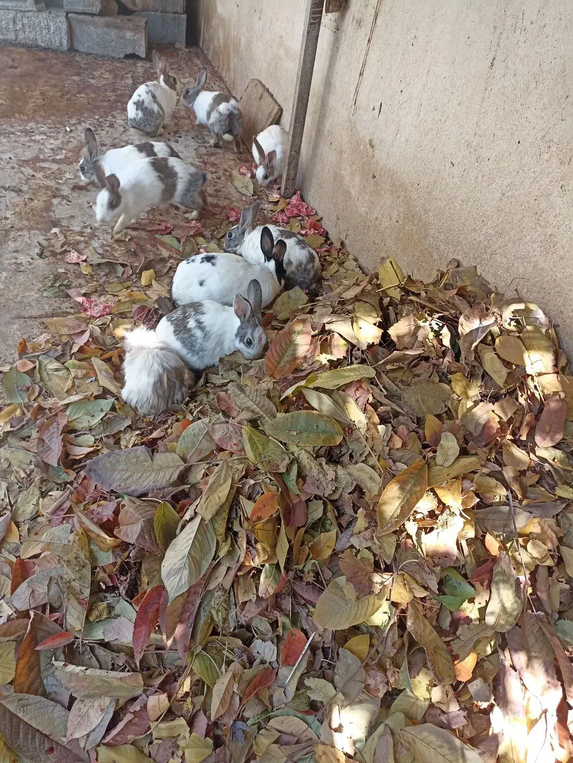 نه عدد خرگوش بالغ و خوکچه هندی|موش و خرگوش|دماوند, دماوند|دیوار