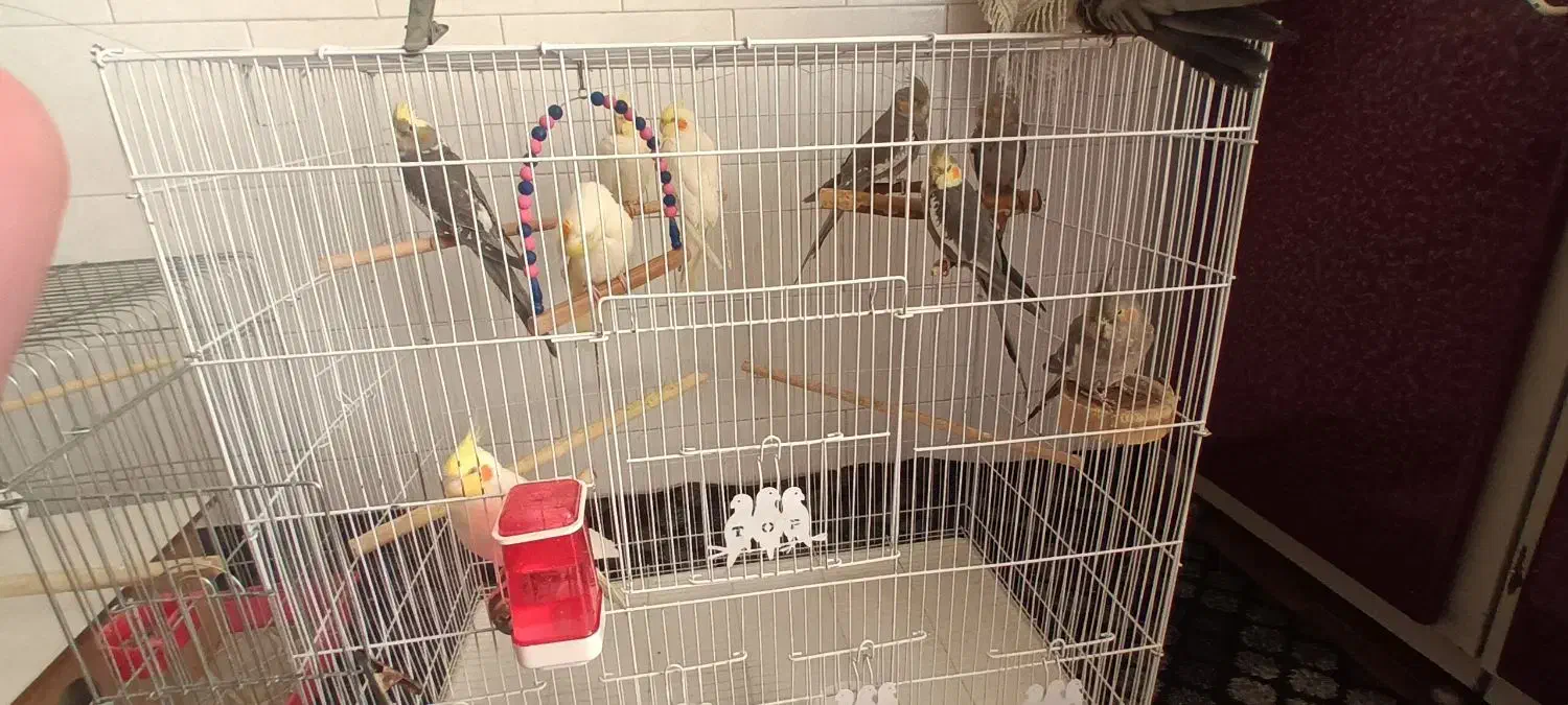 عروس هلندی خانگی|پرنده|اقلید, |دیوار