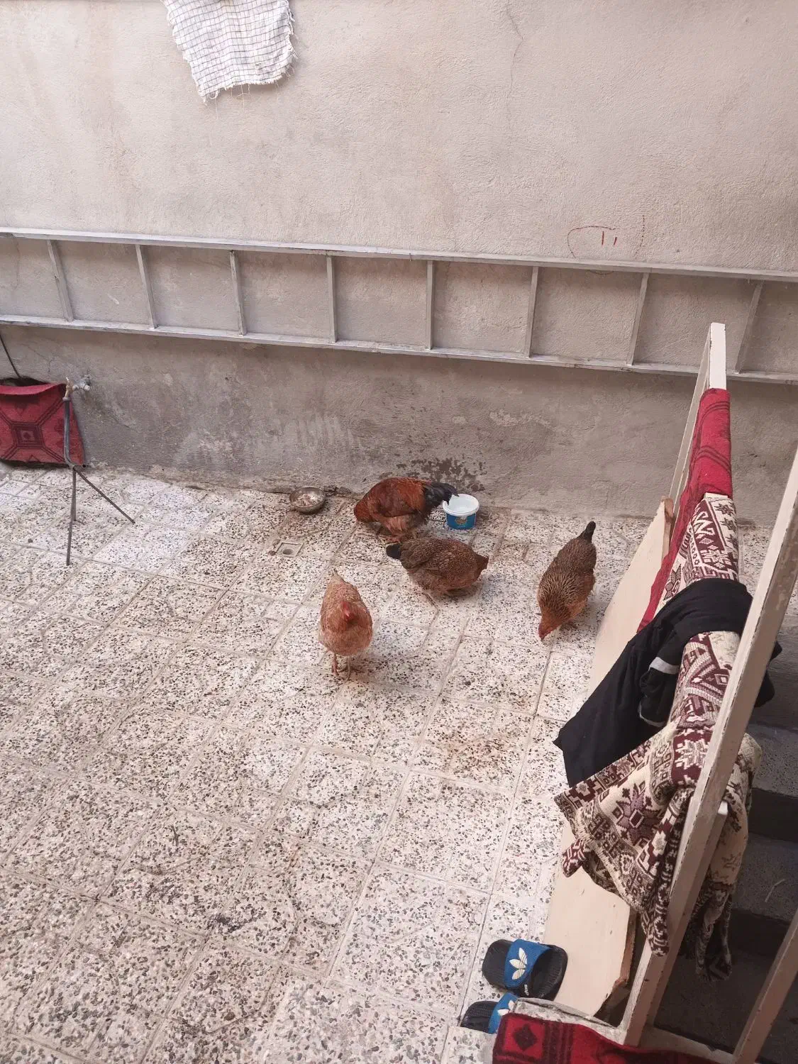 سه تا مرغ تخم گذاریک خروس|حیوانات مزرعه|بهارستان, |دیوار