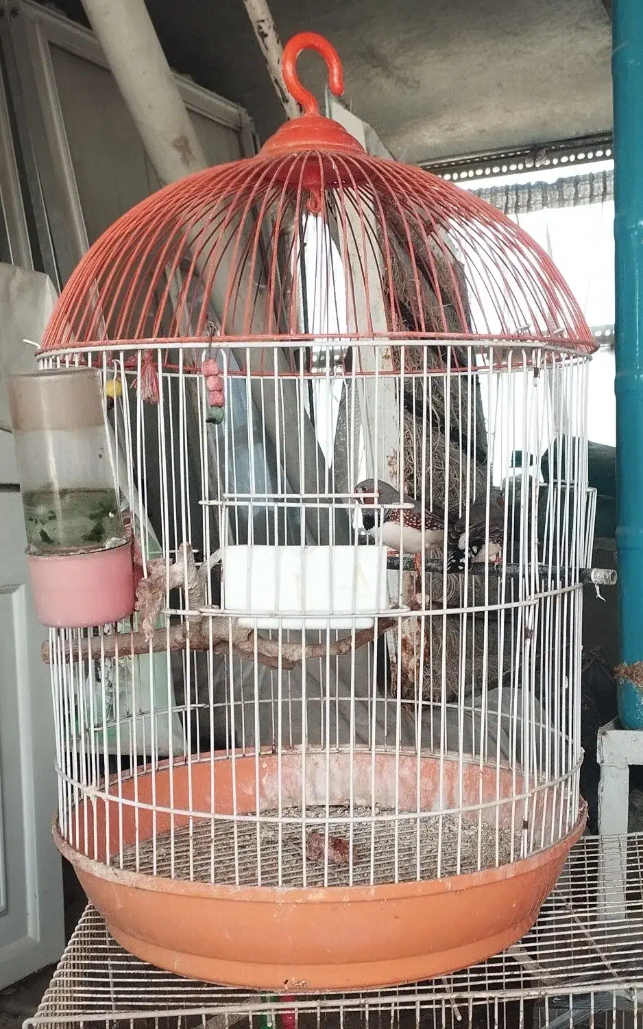 عروس هلندی و فنچ|پرنده|مشهد, شهرک ابوذر|دیوار