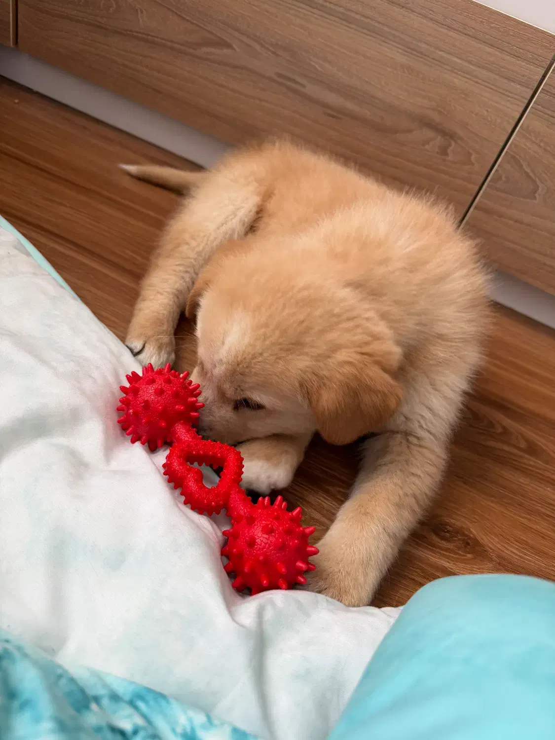 سگ گلدن دوماهه|سگ|تهران, شهرک زینبیه|دیوار