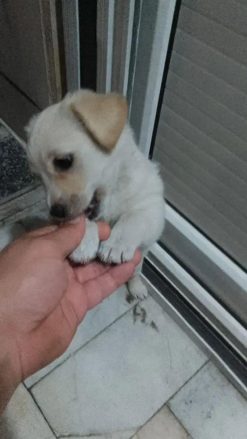 واگذاری سگ آشپیتز نر|سگ|ری, اقدسیه|دیوار