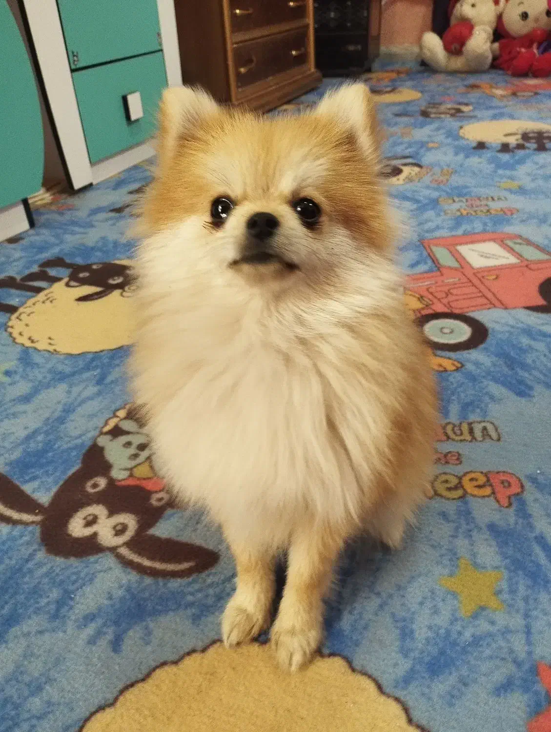 سگ پامر|سگ|کرمان, |دیوار