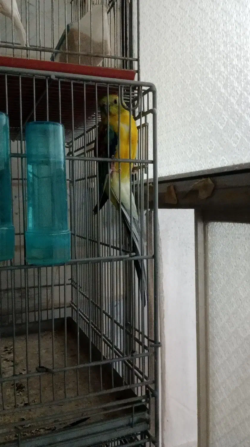 طوطی آوازه خوان|پرنده|قم, انصار‌الحسین|دیوار