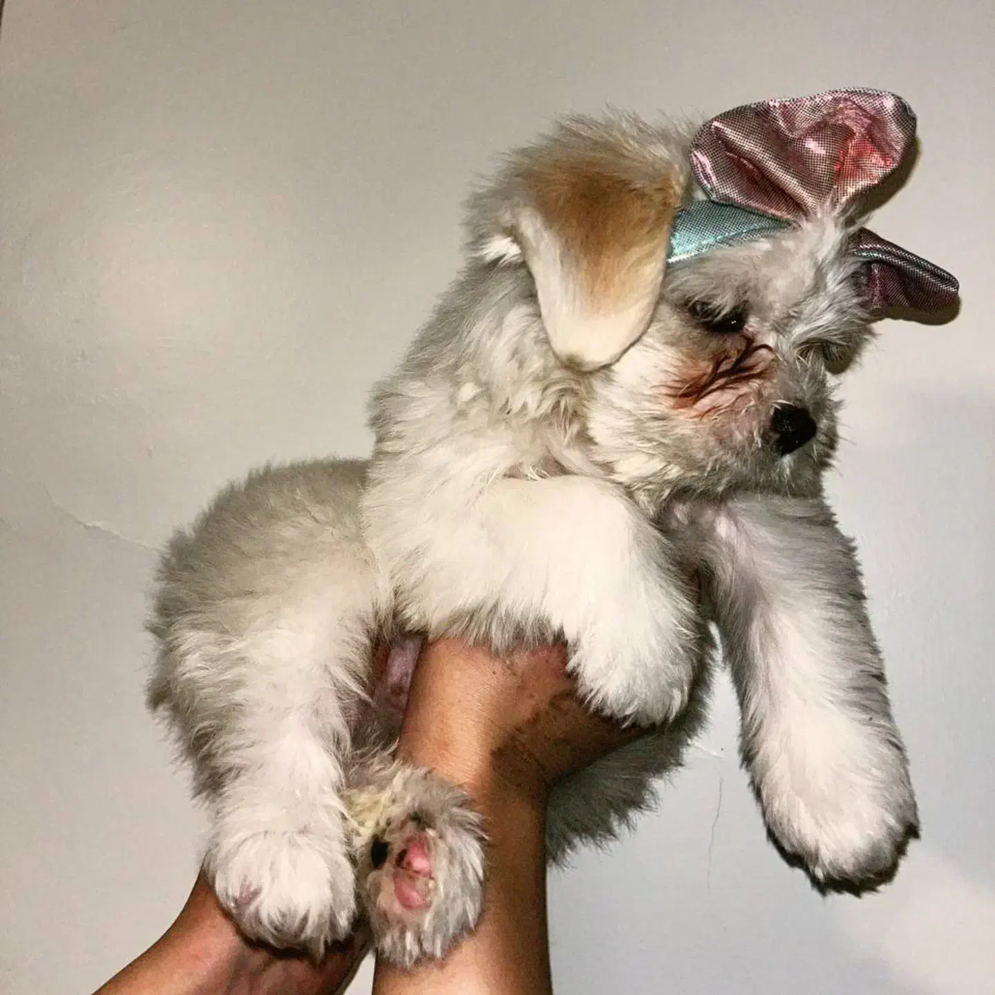 شیتزو سفید|سگ|تبریز, |دیوار