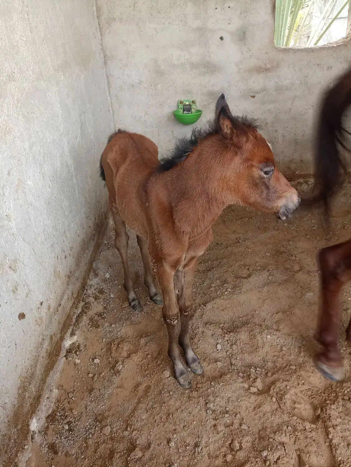 اسب|اسب و تجهیزات اسب‌سواری|برازجان, |دیوار