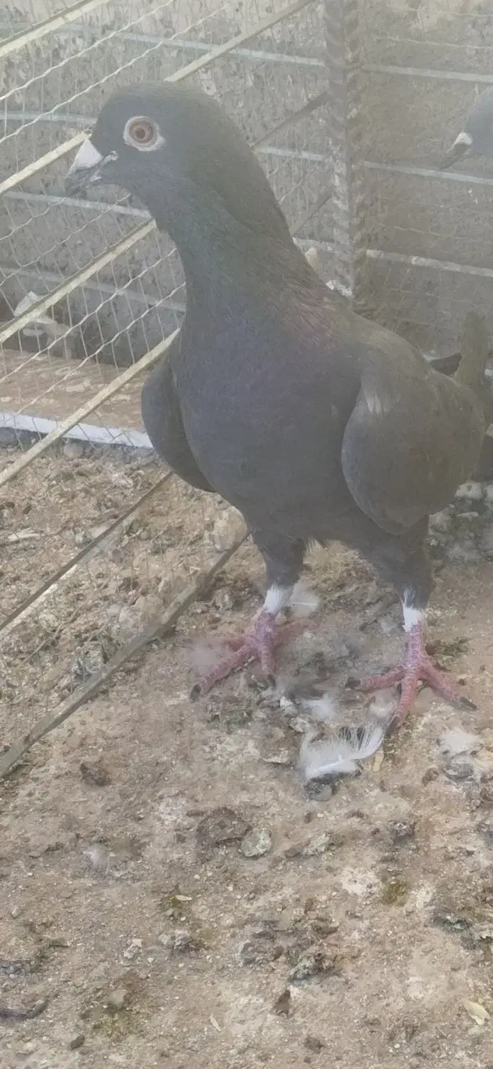 نر ساده کاکلی بازاغ|پرنده|درمیان, |دیوار