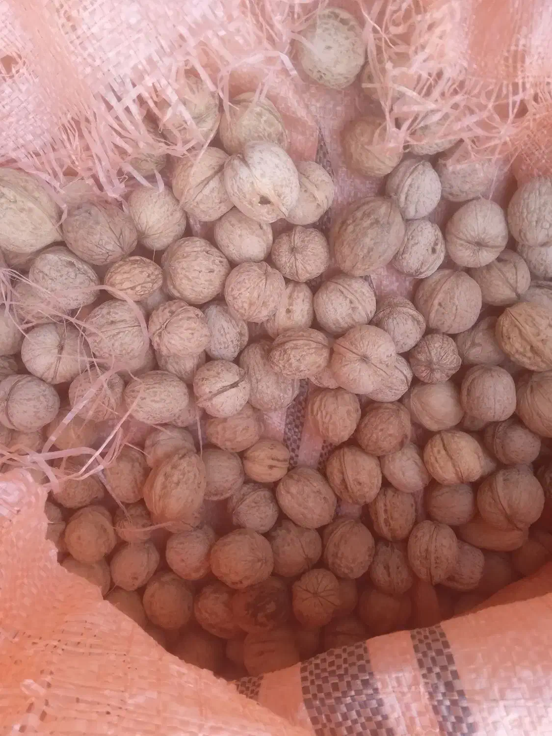 گردوی تازه امسالی کیلویی ۳۸۰|خوردنی و آشامیدنی|صمصامی, |دیوار