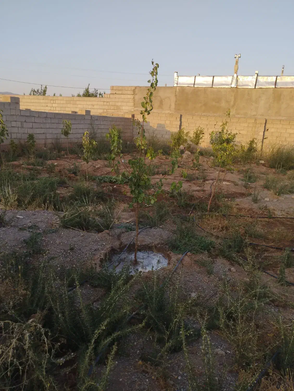 زمین در بیلوردی املاک ولیعصر|فروش زمین و ملک کلنگی|خواجه, |دیوار