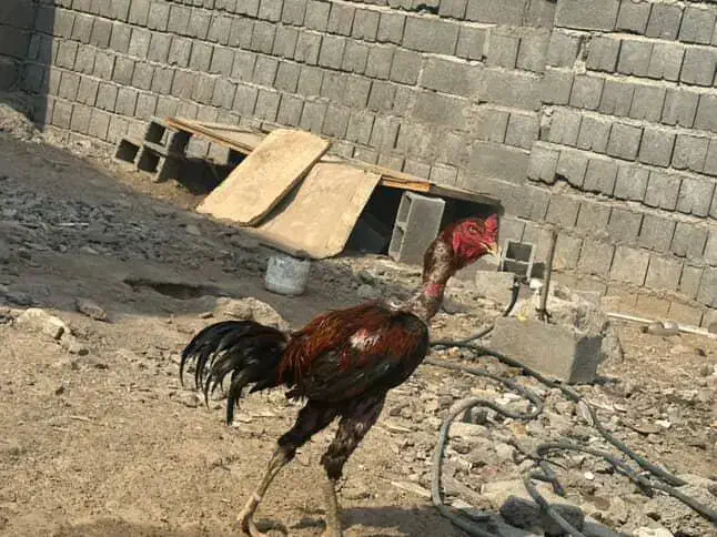 یک عدد خروس افغان ۵دانگ|حیوانات مزرعه|شمیل, |دیوار