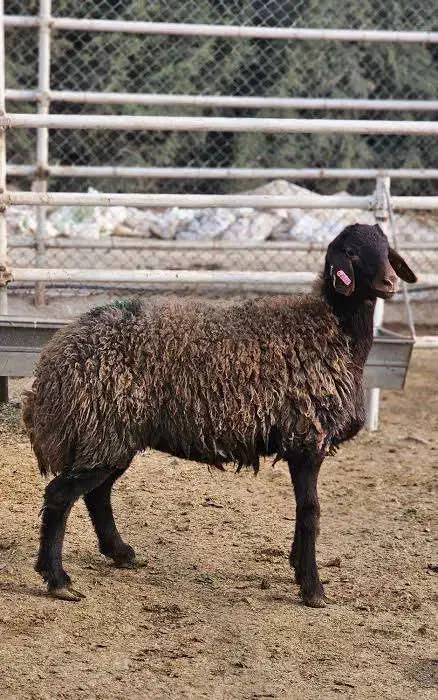 گوسفند نر همو|حیوانات مزرعه|سمنان, |دیوار