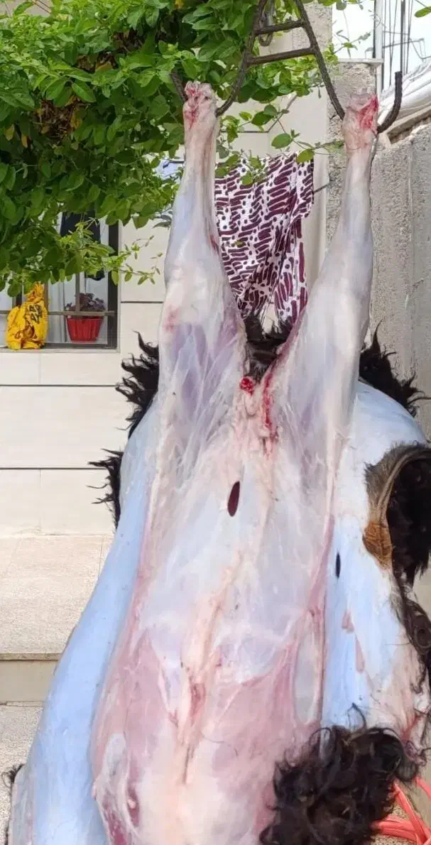 گوسفندزنده قزوین|حیوانات مزرعه|قزوین, |دیوار