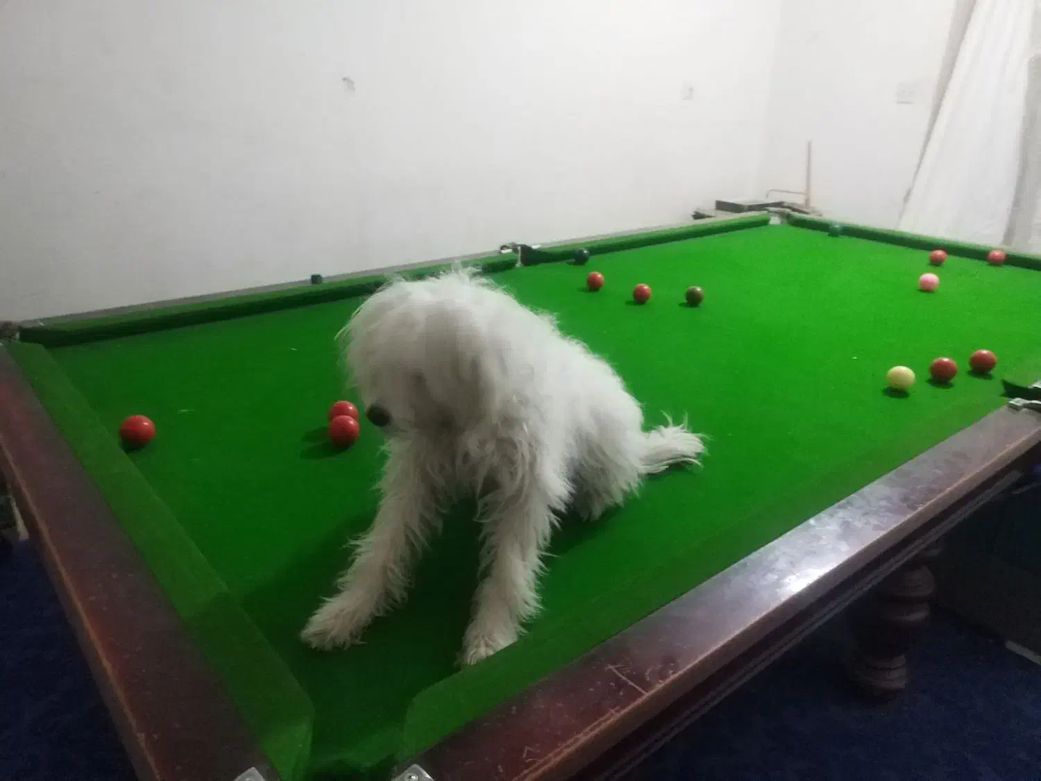 سگ  تربیت شده|سگ|اهواز, فرهنگ شهر|دیوار