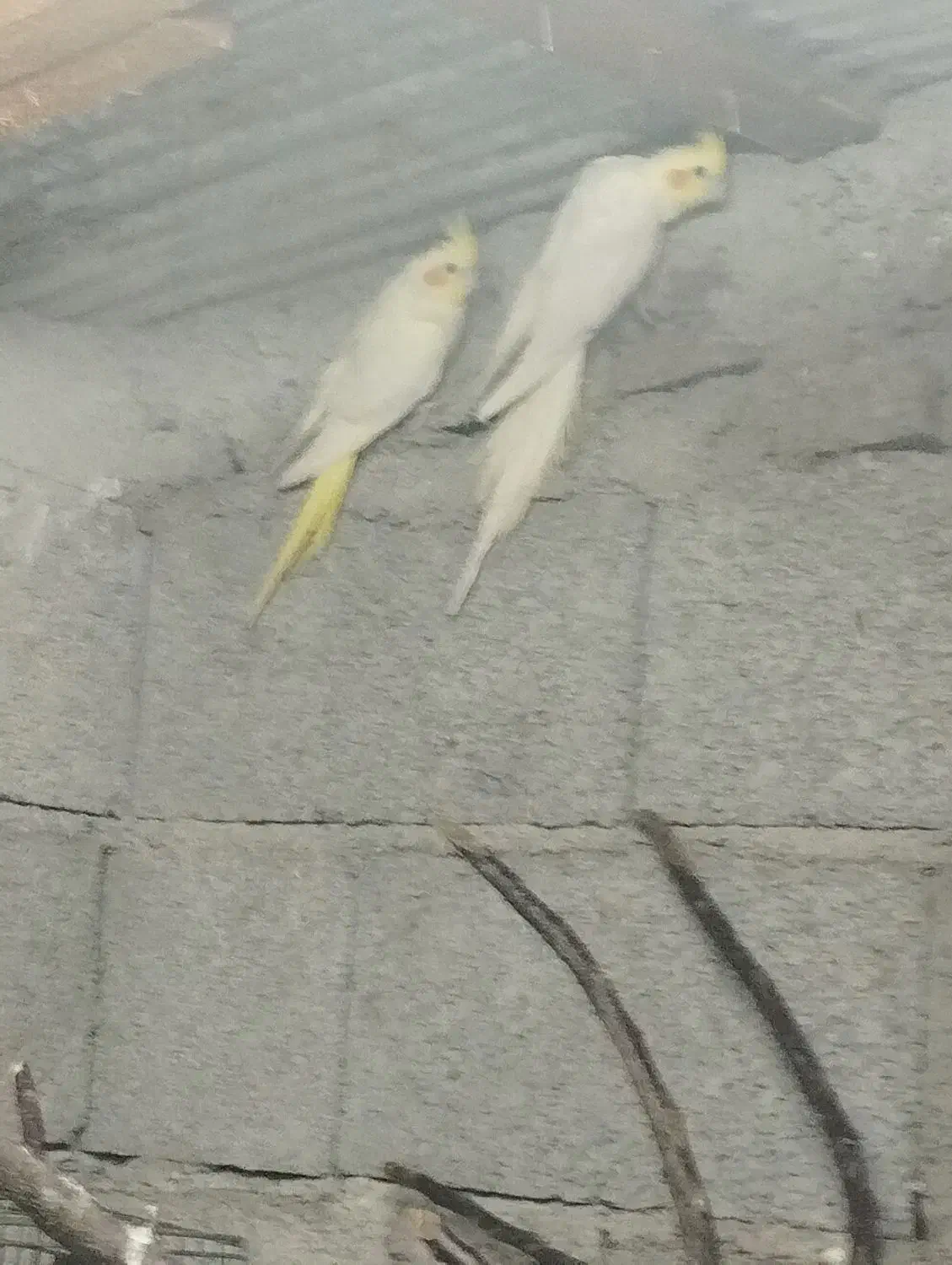 عروس هلندی لوتینو|پرنده|رضوانشهر, |دیوار