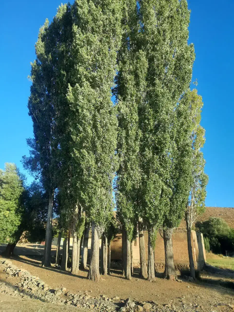 چوب صنوبر درجه یک (قیمت توافقی)|مصالح و تجهیزات ساختمان|فریدونشهر, |دیوار