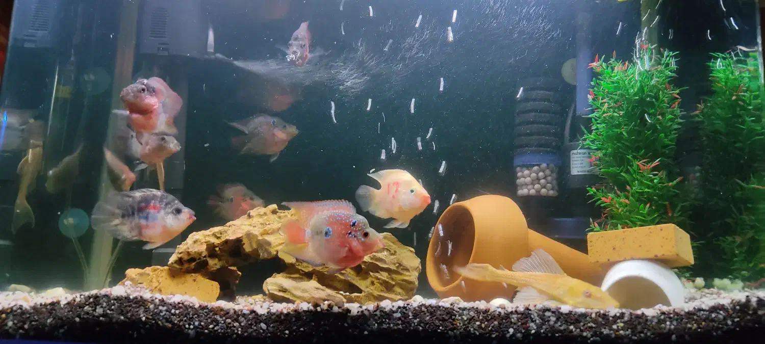 ماهی|ماهی|شهرکرد, |دیوار