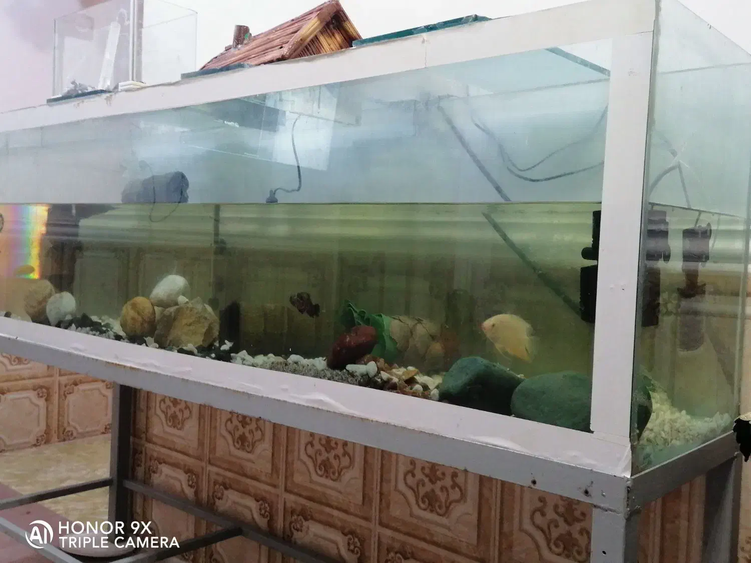 اکواریوم|ماهی|اهواز, علی آباد|دیوار