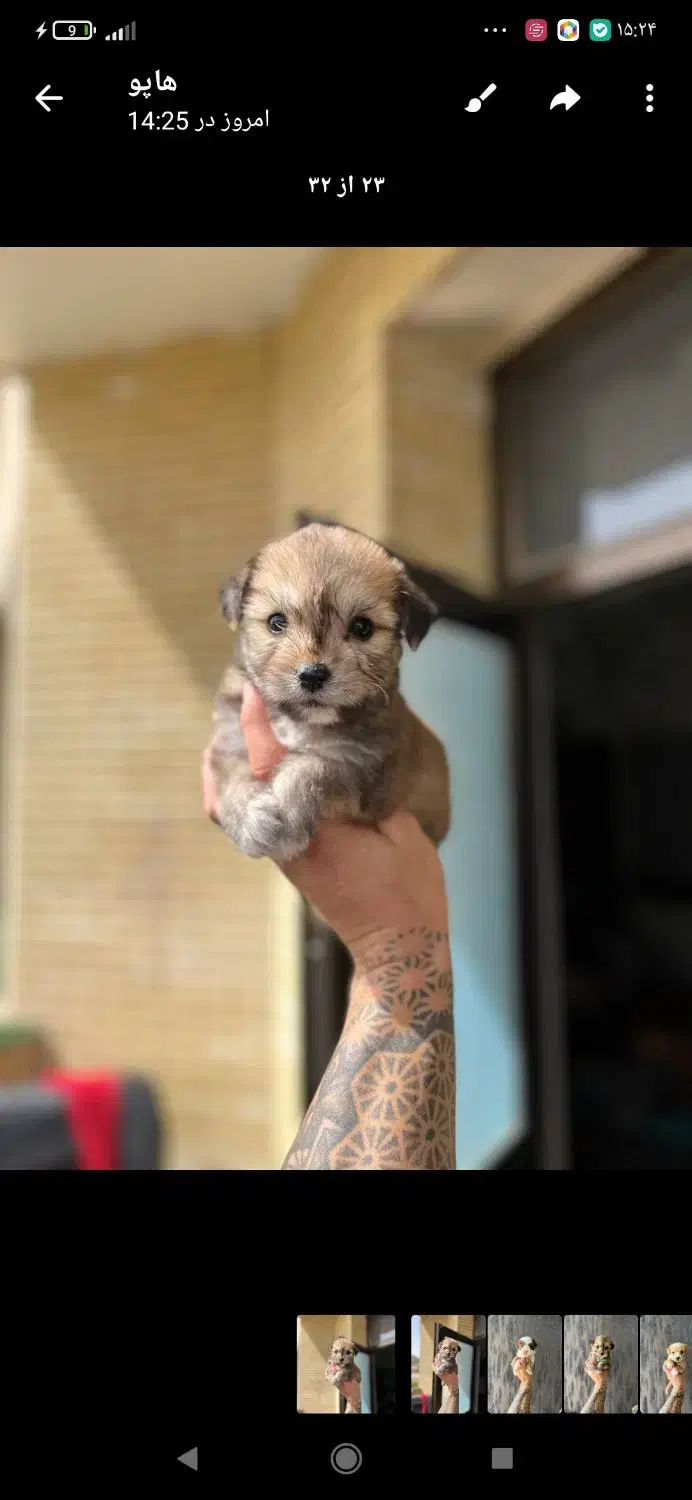 عروسکی هاپویی ناناز|سگ|مشهد, الهیه|دیوار