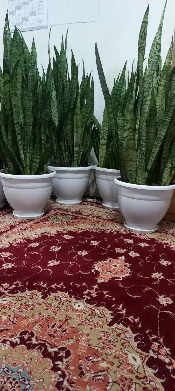 گلهای سانسوریا سه ساله|گل و گیاه طبیعی|کوچصفهان, |دیوار