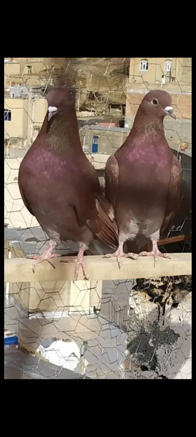 کبوتر نژاد دارد معاوضه|پرنده|سقز, |دیوار