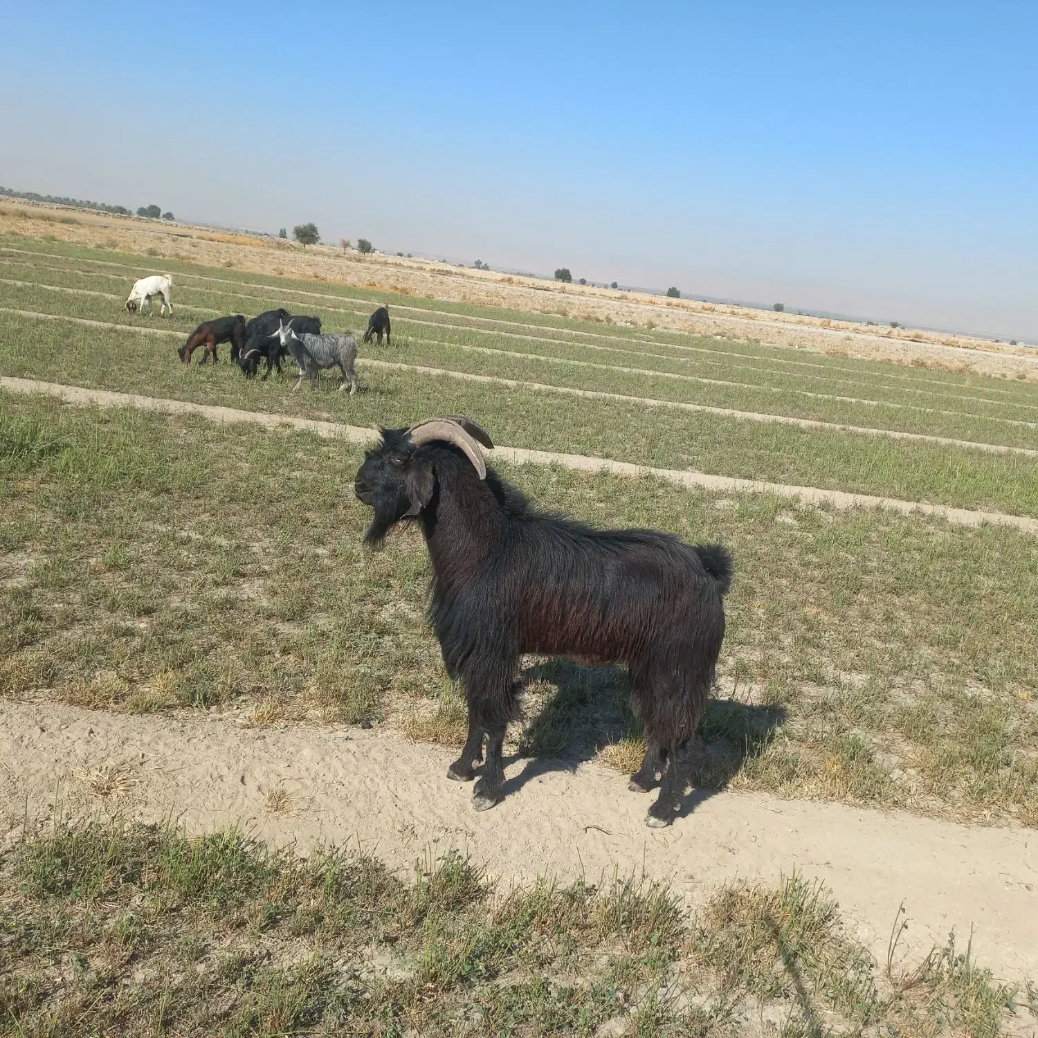 فروش یک عدد پازن داشتی|حیوانات مزرعه|هندیجان, |دیوار