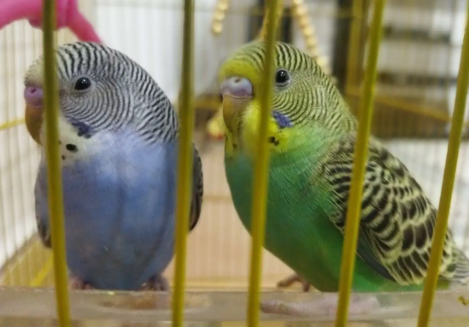 مرغ عشق|پرنده|بوکان, |دیوار