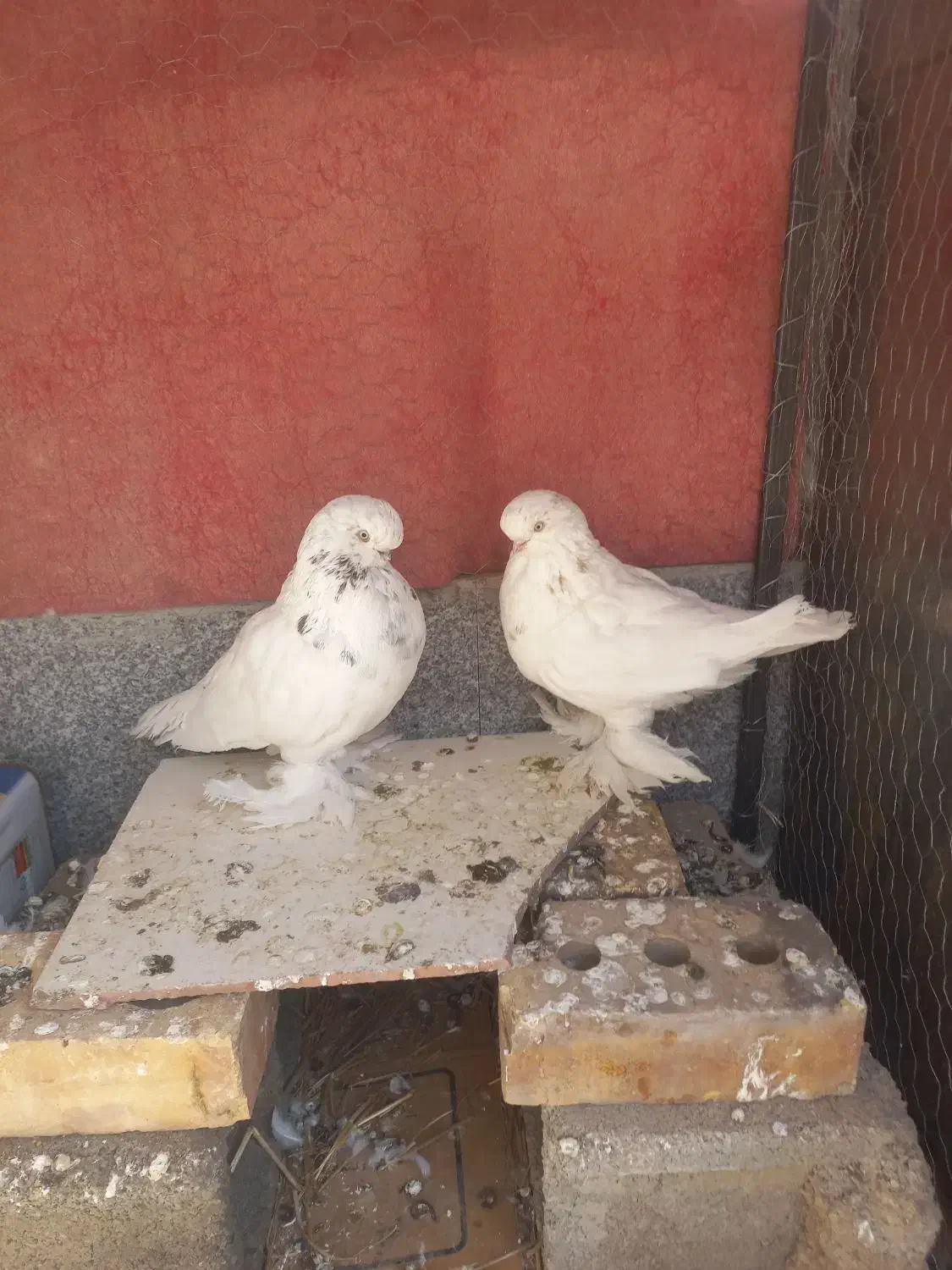 کبوتر لانگ فیس|پرنده|شاهرود, |دیوار