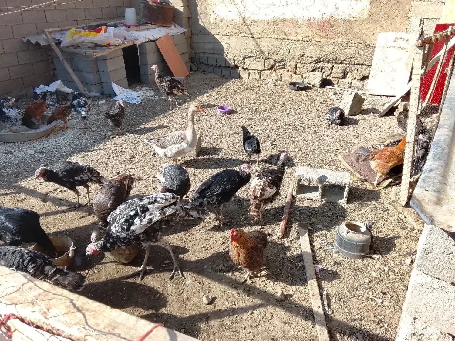 فروش بوقلمون بدلیل نیازمالی|حیوانات مزرعه|لیلان, |دیوار