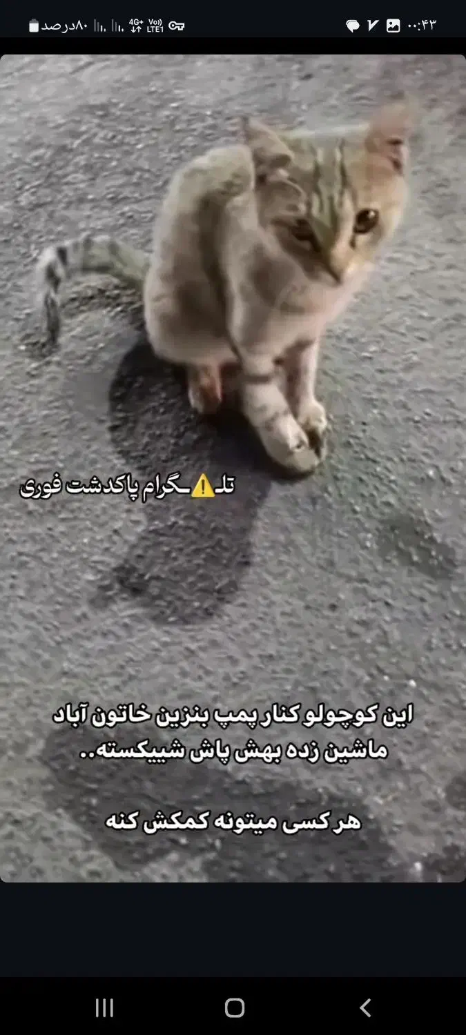 واگزاری گربه|گربه|پاکدشت, خاتون آباد|دیوار