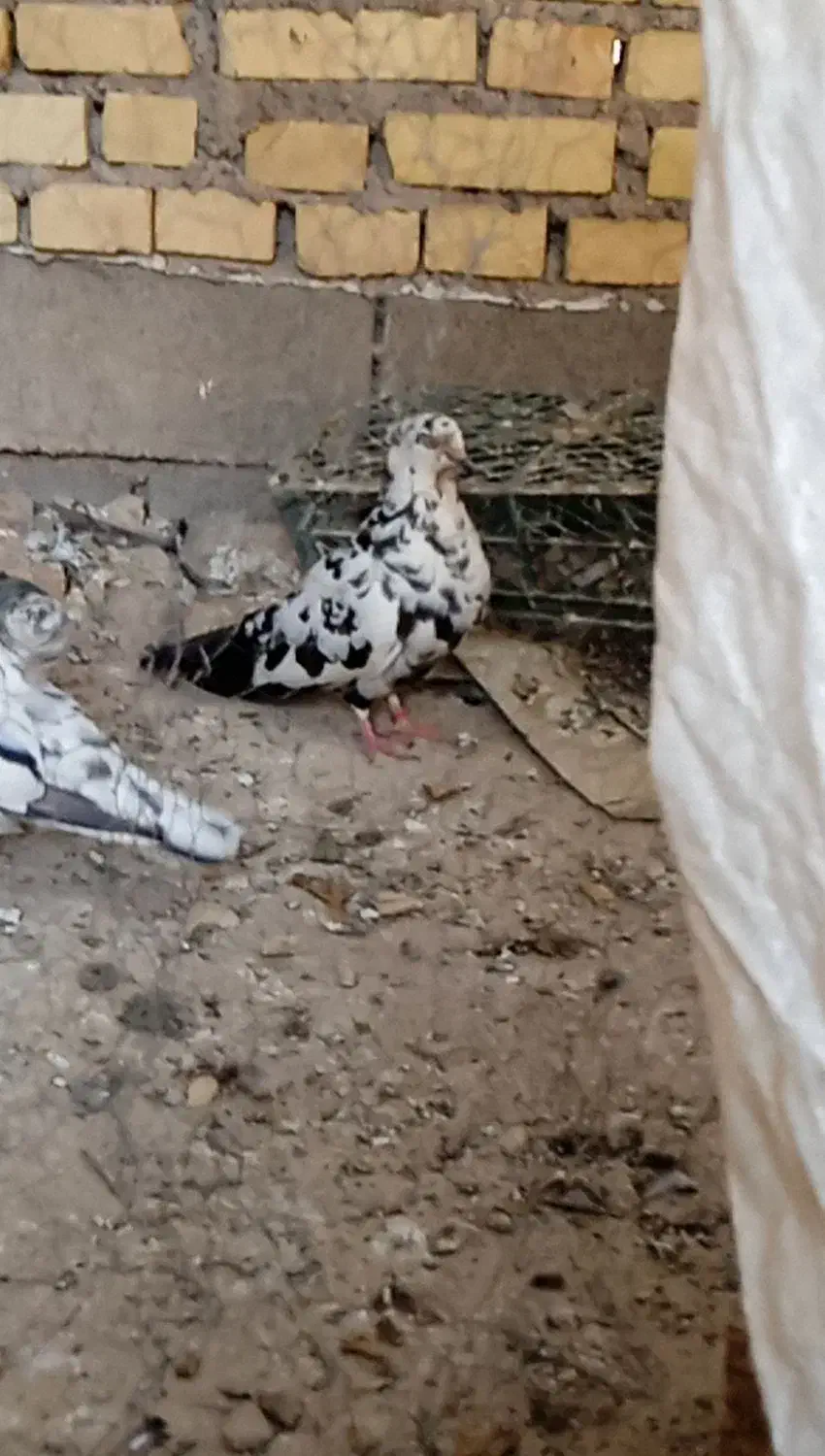 کبوتر رنگی|پرنده|اهواز, فدک|دیوار