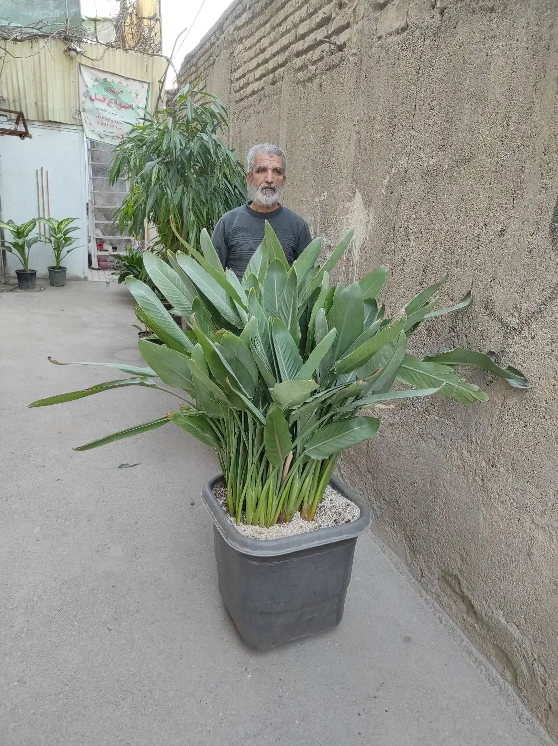 ۲۰ نوع گل اپارتمانی|گل و گیاه طبیعی|مشهد, پنجتن|دیوار