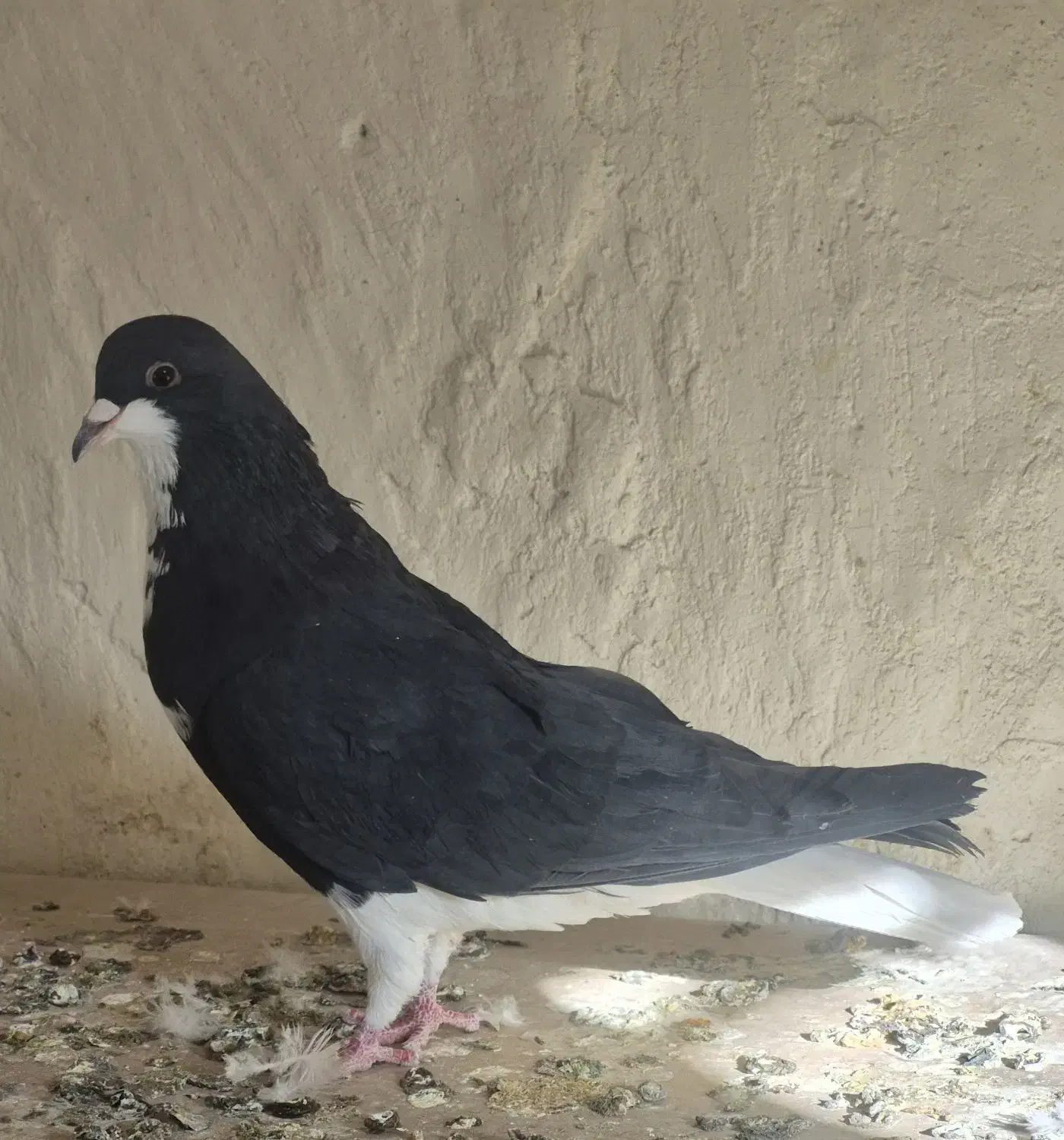 کبوتر نقش و رنگی|پرنده|فولادشهر, فولادشهر|دیوار