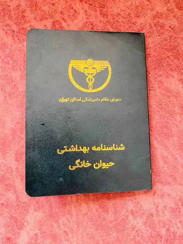 فروش گربه و بچه گربه|گربه|مریوان, |دیوار