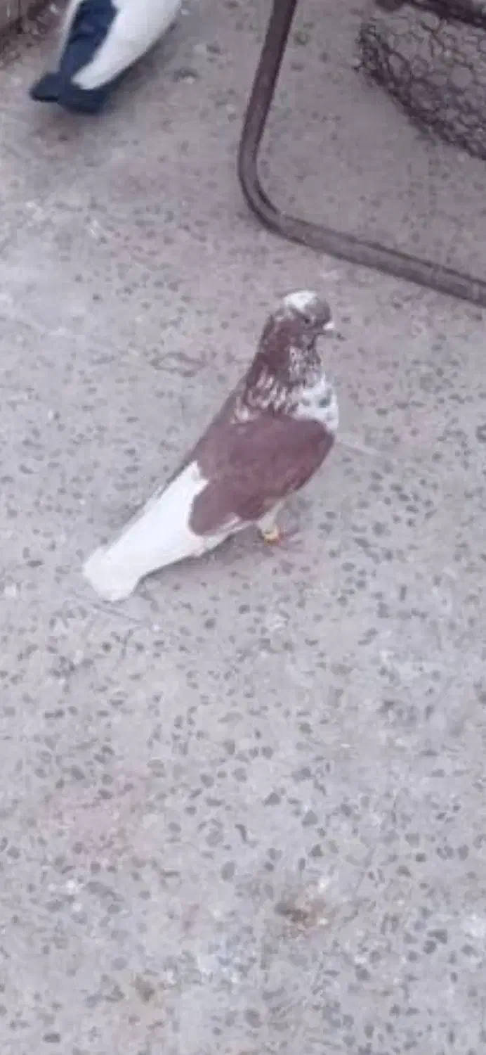 کبوتر گمشده|حیوانات|اهواز, زیتون کارگری|دیوار