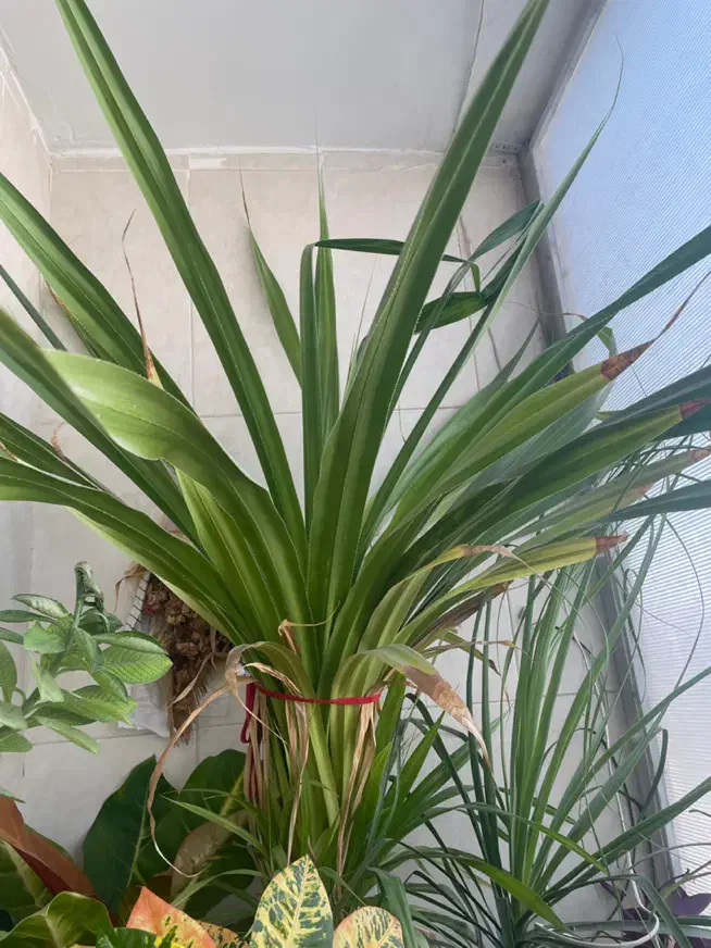 گل های بزرگ و شاداب|گل و گیاه طبیعی|نیشابور, شهرک اندیشه|دیوار