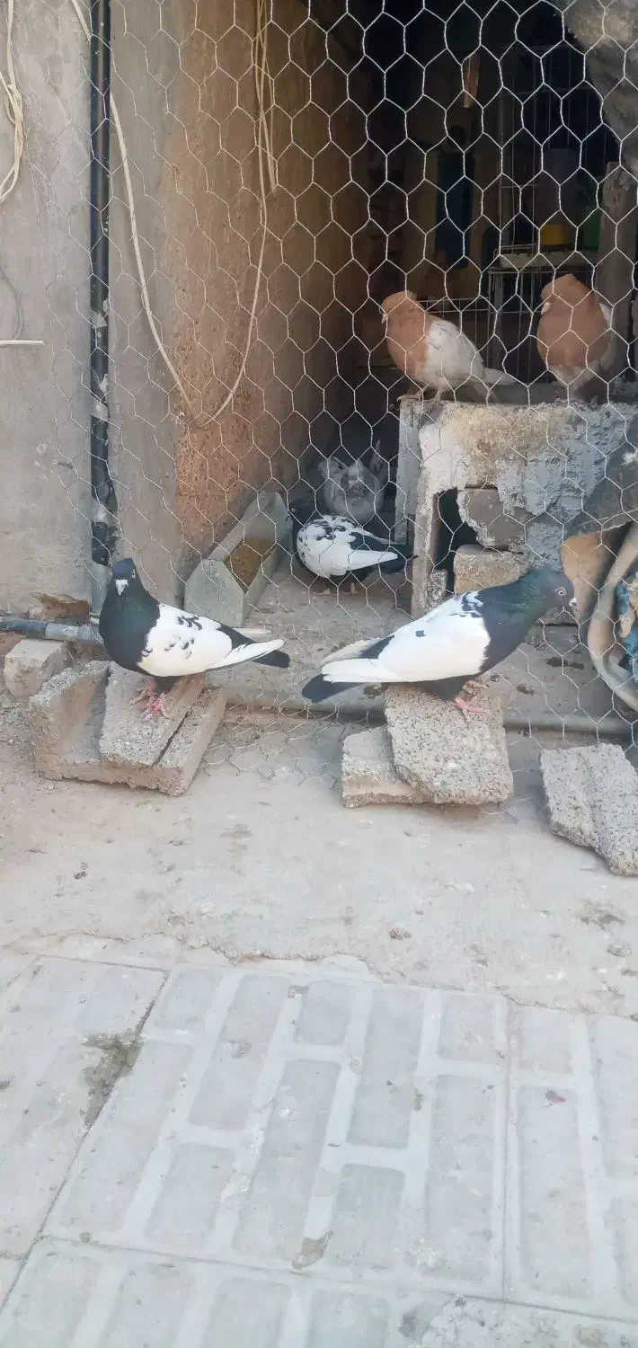 کبوتر سینه سیاه|پرنده|مرودشت, ژیان|دیوار