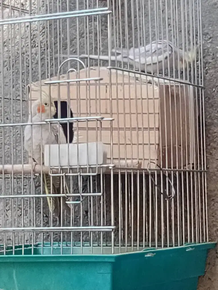 عروس هلندی|پرنده|دیواندره, |دیوار