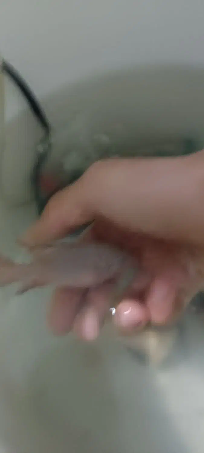 ماهی جوعل|ماهی|سرشیو, |دیوار