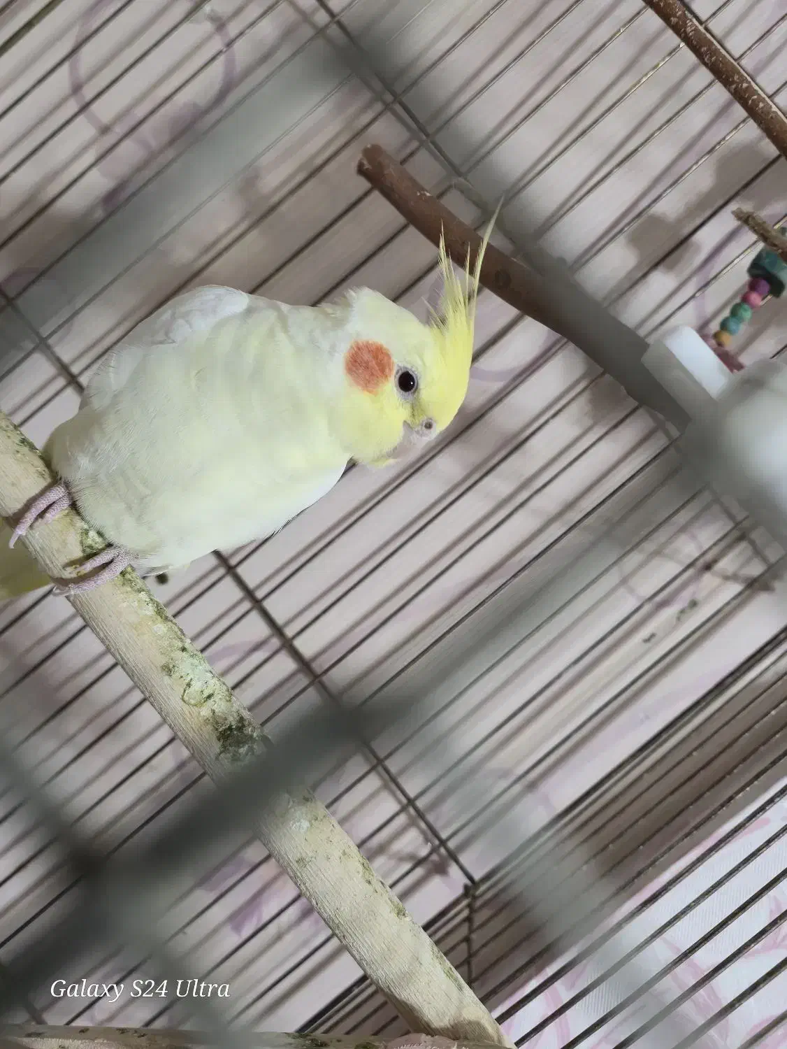 عروس هلندی گمشده|حیوانات|کرمانشاه, |دیوار