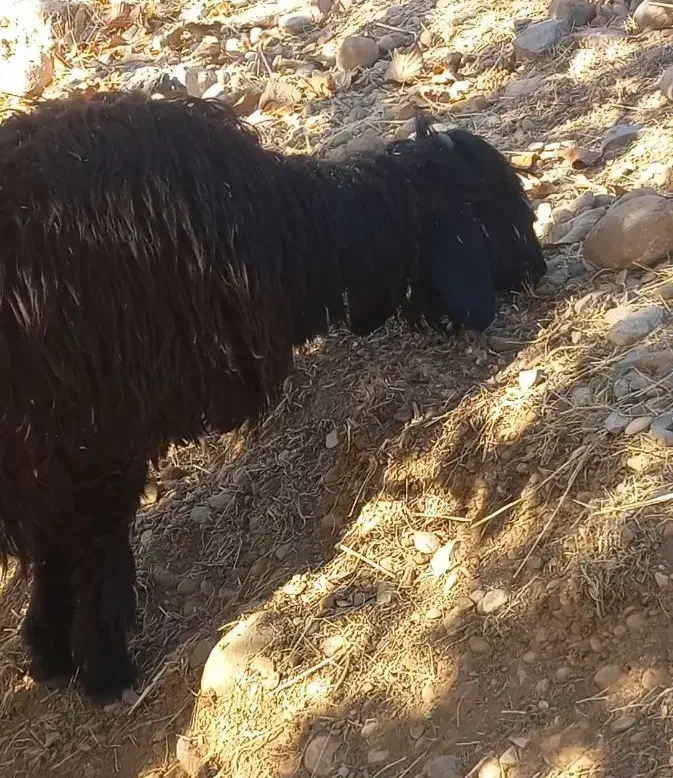 دوتا شیشک دو قلو گون کرده معاوضه با بز یا نقدی|حیوانات مزرعه|بازفت, |دیوار