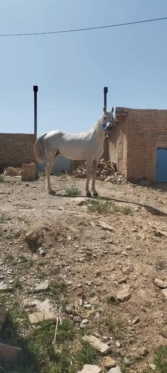 اسب نریان|اسب و تجهیزات اسبسواری|خمین, |دیوار