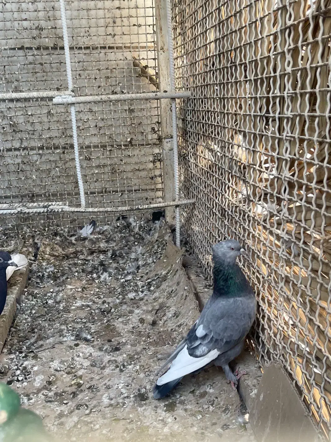 کبوتر سینه|پرنده|داراب, |دیوار