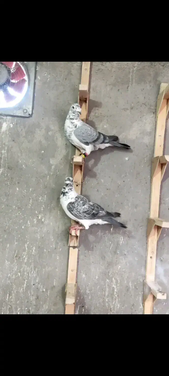 پرنده. پلاکی نر|پرنده|شیراز, فرودگاه شهید دستغیب شیراز|دیوار